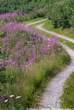 20060716_101321 Strada tra gli epilobi.jpg